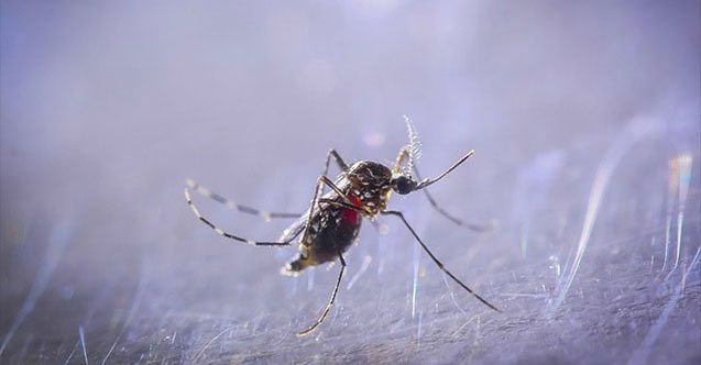 turkiye de asya kaplan sivrisinegi alarmi giysinin uzerinden isirabiliyor