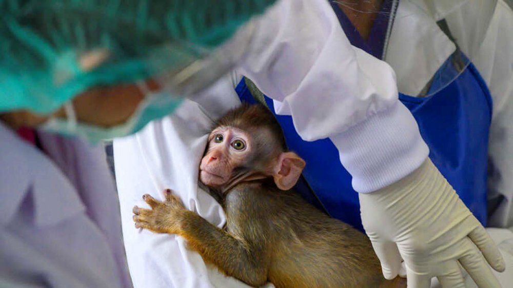 tayland maymun covid-19 aşısı
