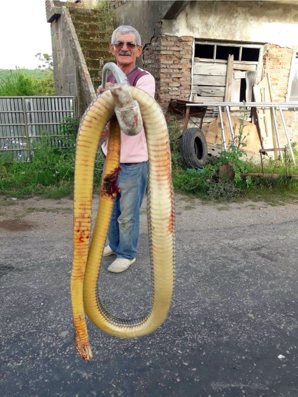 sinop mertoğlu köyü 4 metre uzunluğundaki yılan recep gördal
